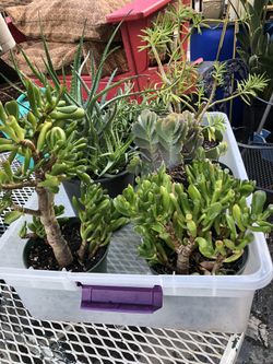 6” Succulents 