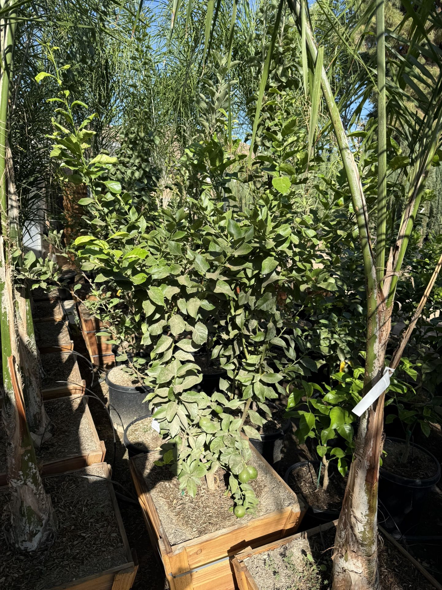 Yellow Lemons Semi Dwarf 24 Gal Eureka 