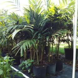 OPEN TODAY!   CHRISTMAS PALM IN 7 GALLONS OVER  5' FEET TALL WITH MULTIPLE TRUNK FOR ONLY $30 ONLY A FEW LEFT! 