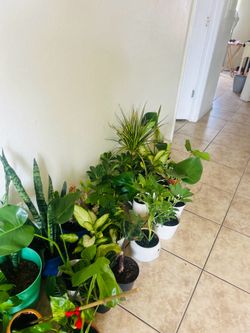 Plants for sale  $10 $ 20