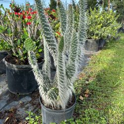 Opuntia Snow Prickly Cactus - 3gl