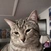 kitty