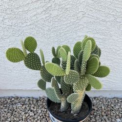 Cactus Plant 