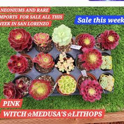 Plant Sale ALL THIS WEEK IN San Lorenzo 