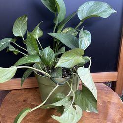 HERMOSAS PLANTAS NATURALES “GOLDEN POTHOS PLANT 