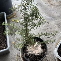 Potted Rosemary Plant