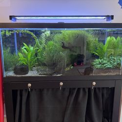 Fully Established 40 Gallon Freshwater Aquarium