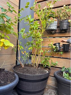 Blueberries in planter