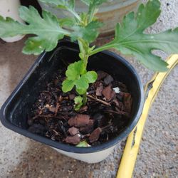 Planta Igual Que La Flor $2