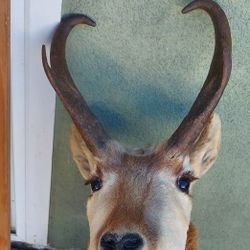 Taxidermy Deer Mount Pronghorn 