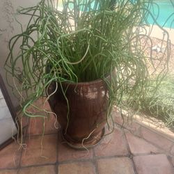 Large Flower Pot