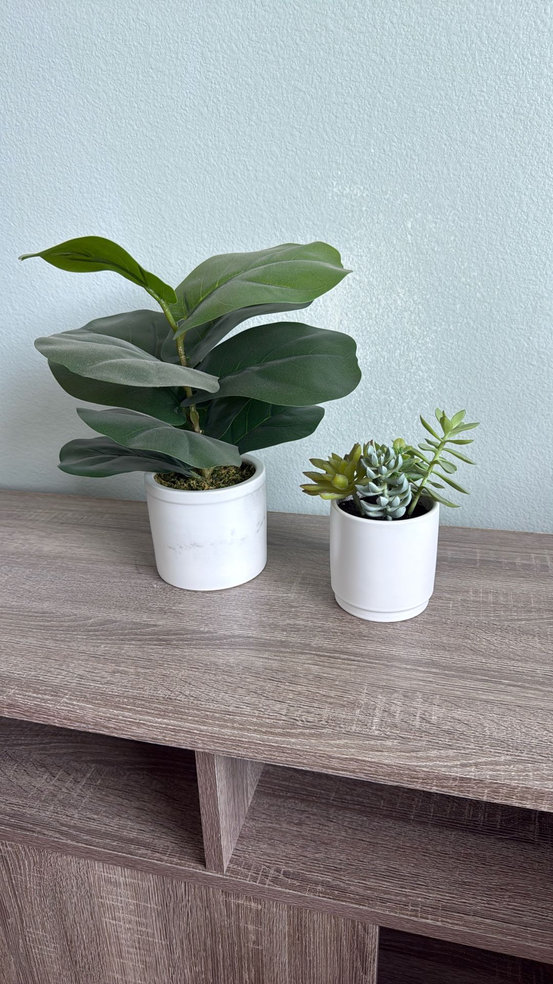 Plants 