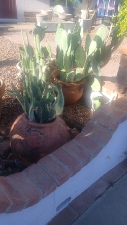 Cactus in a pot.