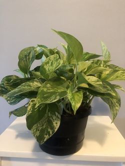 $25 Live Golden Pothos Indoor Plants pick up Gahanna