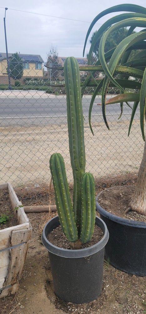 San Pedro Cactus
