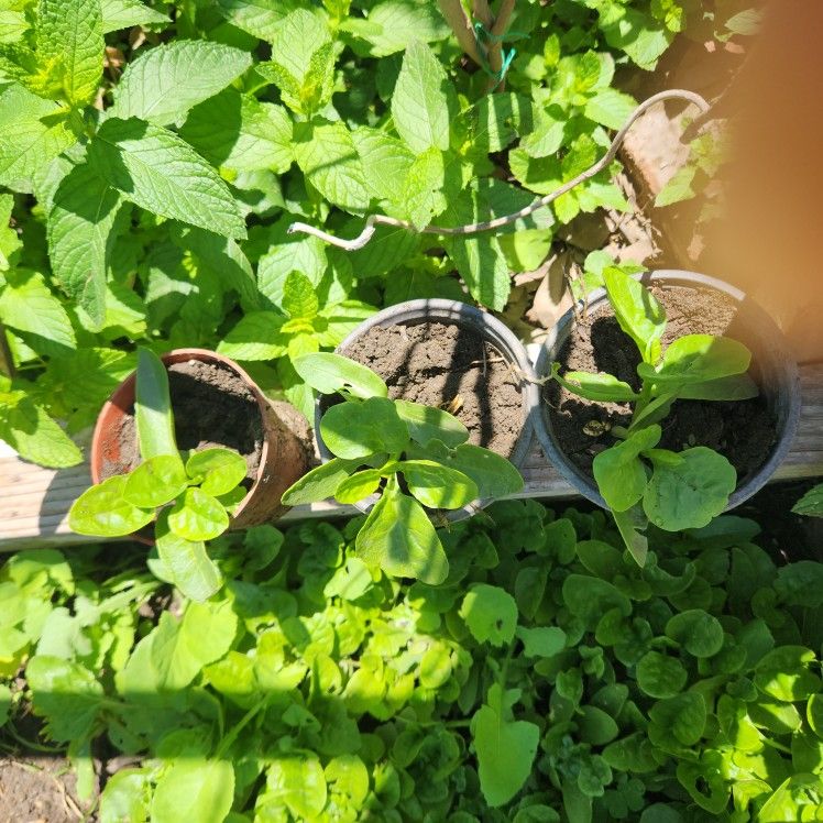 Malabar Spinach Plant Pot