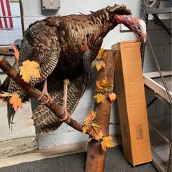 Turkey Mount ( Perfect For Man cave)
