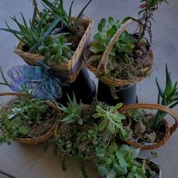 6 Gorgeous Succulent Baskets - Your Choice Of Plants🪴
