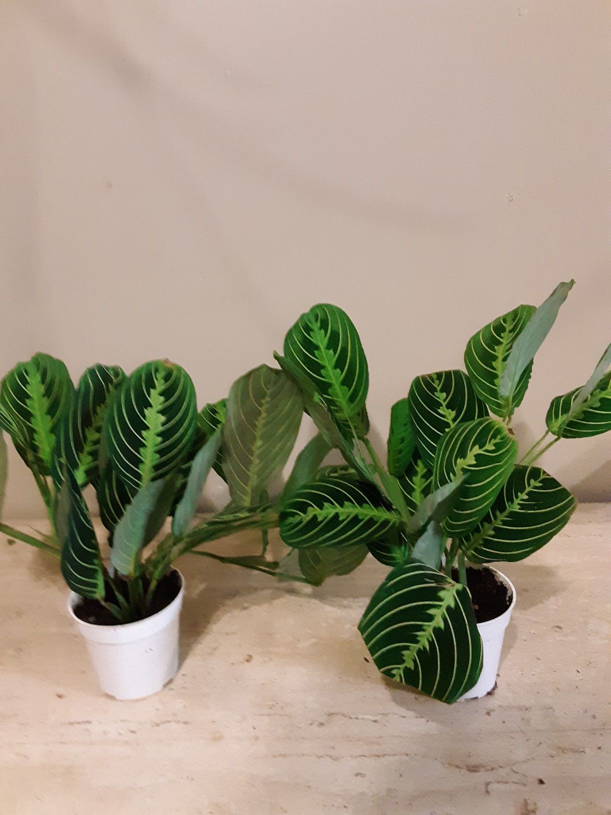 Prayer plants in 4 inches pot $8 each