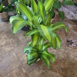 Dracaena Fragrans In 10in Basket Pot