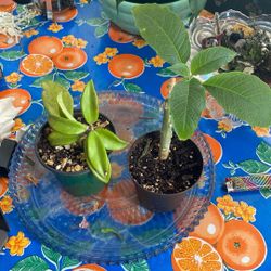 PLANT TRADE