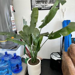 Banana Plant