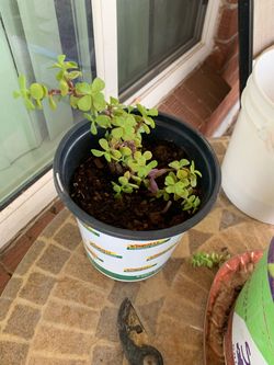 Live Jade Plants Succulent