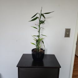 Money Tree Plant