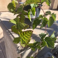 Organic 1gal.Pot Boysenberry Plants Sweet & Sooo Delicious! 