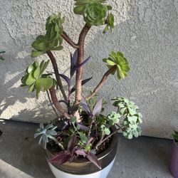 Beautifully Potted Succulent Planter