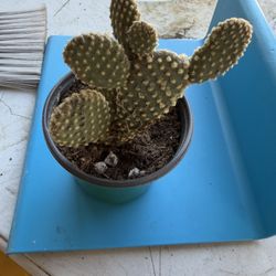 Bunny Ears Cactus