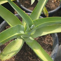 Octopus agave