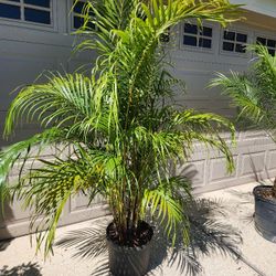 Areca Palm