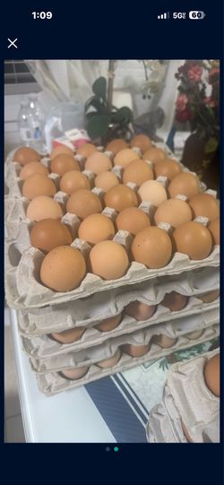 Huevos criollos