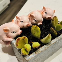 🔥 🐷 🐷 🐷 🐷 🔥 Cutest Pig Food Tray Planter w Succulents 🪴 