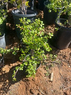 Jade plant