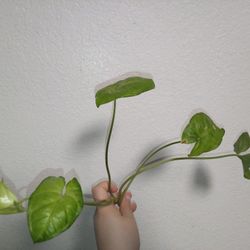 White Butterfly Syngonium 