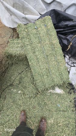 $17 Horse Quality Alfalfa #1
