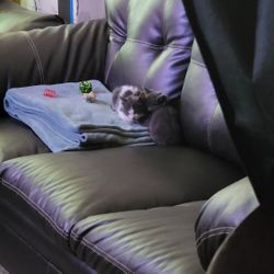 Faux Leather Couch - Maroon 