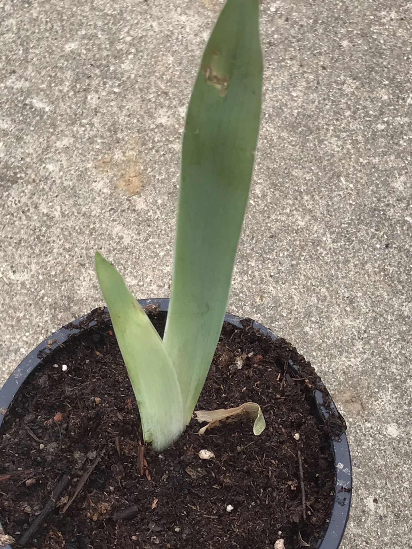 1 Live Iris Flower Plant in pot - Mystery Color