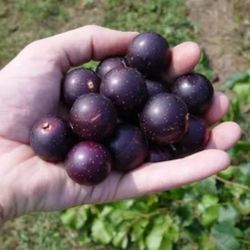 20 red muscadine grape seeds nonGMO