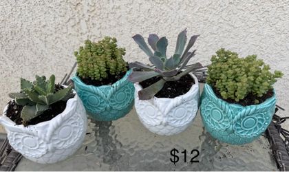 Succulent gifts