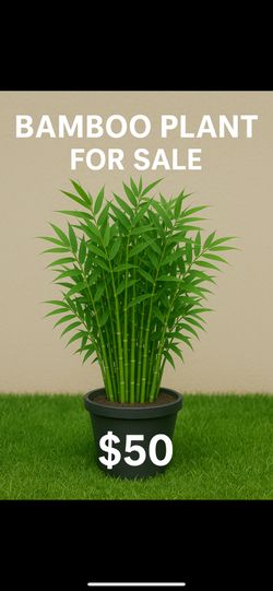  Bamboo Plants for Sale – Lush & Green