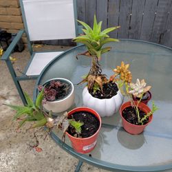 Assorted Indoor / Outdoor Plants 