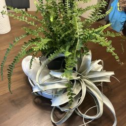 LivePlant Custom Centerpiece
