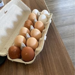 Fresh Organic eggs 