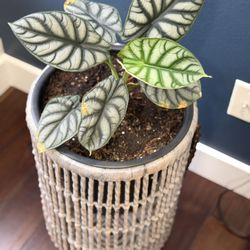 Live alocacia plant in woven basket pot.
