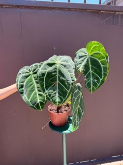 6” anthurium crystallinum