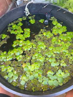Frogbit Aquarium Plants