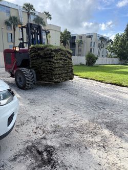 Palmetto sod